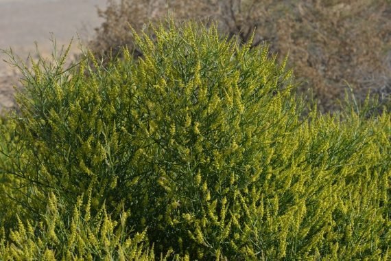 Ochradenus arabicus (علقة)