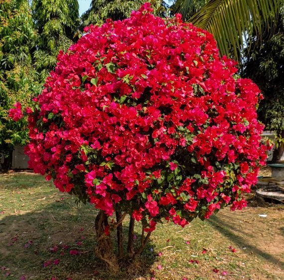 Bougainvillea (جهنميه) - Image 2