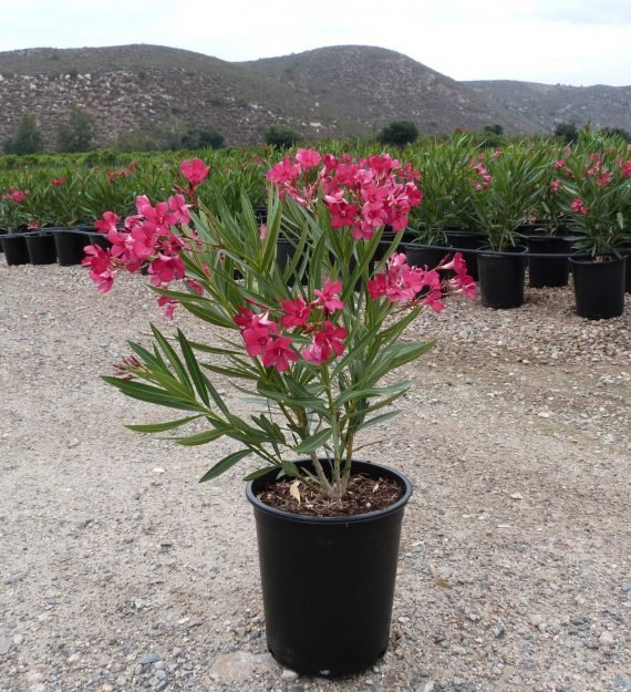 Nerium Oleander (دفله) - Image 2