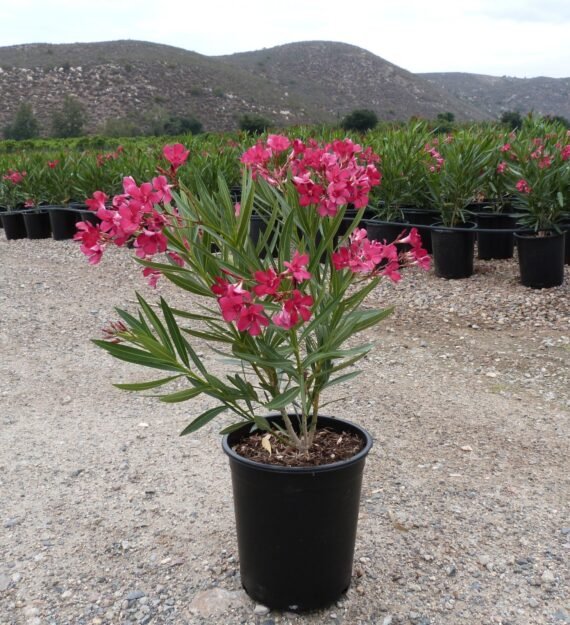 Nerium Oleander (دفله)