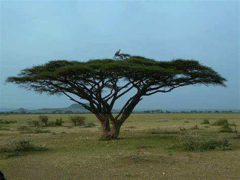 Acacia tortilis (سمر)