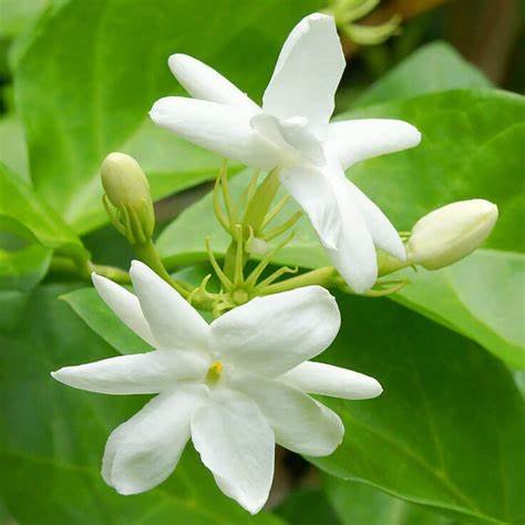 Jasminum grandiflora (لياسمين كبير الزهر)