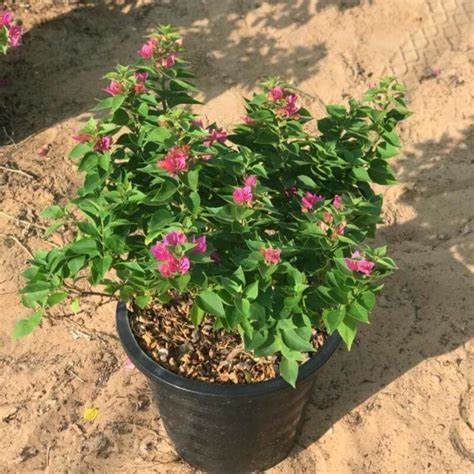 Bougainvillea (جهنميه)