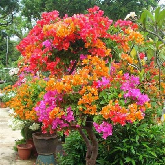 Bougainvillea (جهنميه) - Image 6