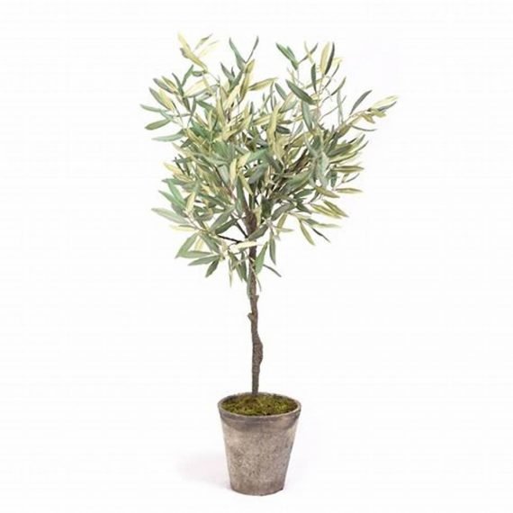 Olea Europea (الزيتون)