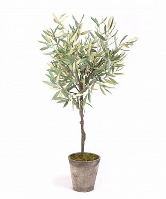 Olea Europea (الزيتون)