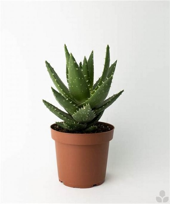 Aloe Vera (الوفيره)