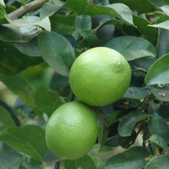 Citrus Lemon (الليمون) - Image 2
