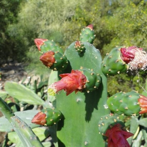 ⁦Opuntia Ficus Indica (تين شوكى مثمر)⁩ - الصورة ⁦2⁩