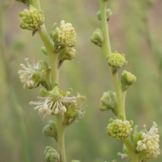 Ochradenus aucheri (قضب)