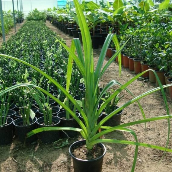 Pandanus baptistii (باندانس)