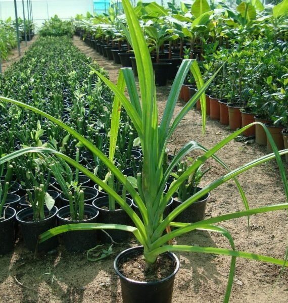 Pandanus baptistii (باندانس)