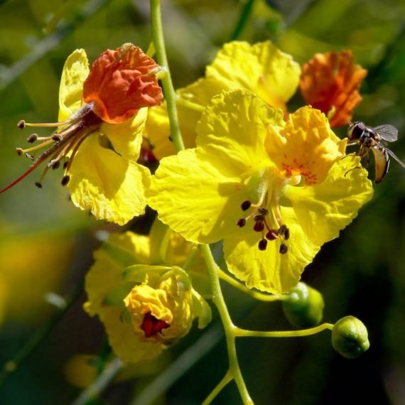 Parkinsonia Aculeata (شوكة الفرس) - Image 3