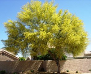 Parkinsonia Aculeata (شوكة الفرس)