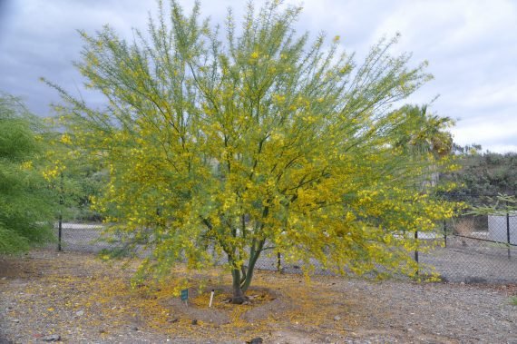 Parkinsonia Aculeata (شوكة الفرس) - Image 2