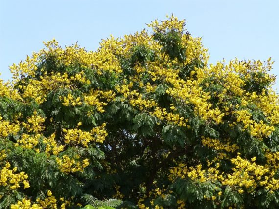 Peltophorum Pterocarpum (البونسيانا الصفراء) - Image 2