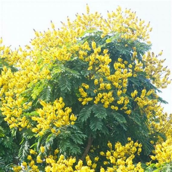 Peltophorum Pterocarpum (البونسيانا الصفراء)