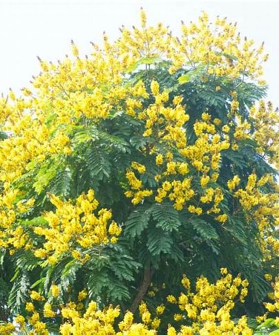Peltophorum Pterocarpum (البونسيانا الصفراء)