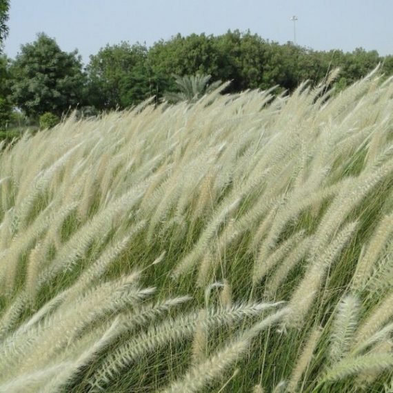 Pennisetum Green (حشيش اخضر)