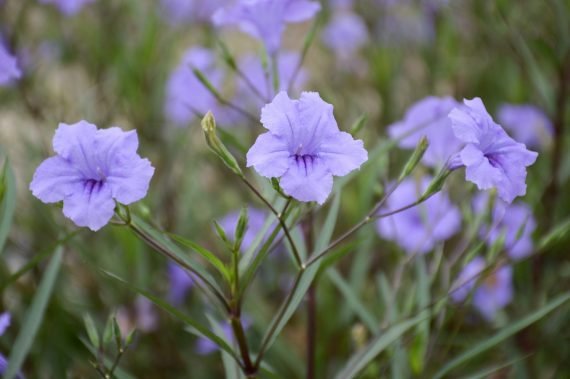 Ruellia Tuberosa (بيتونيا الصحراء)