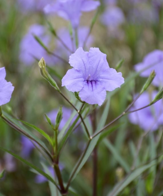 Ruellia Tuberosa (بيتونيا الصحراء)