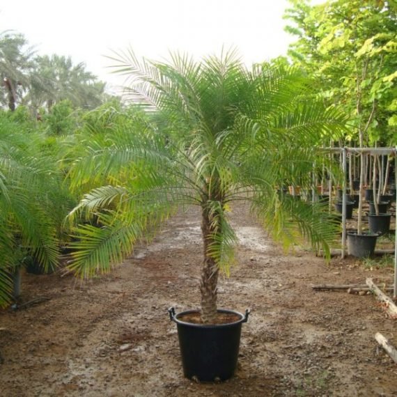 Phoenix roebelenii (نخل روبيليني)