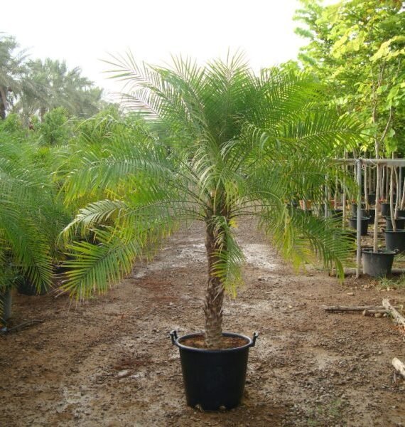 Phoenix roebelenii (نخل روبيليني)