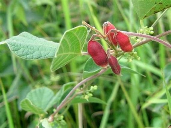 Pithecellobium Dulce ( غاف البحر) - Image 3