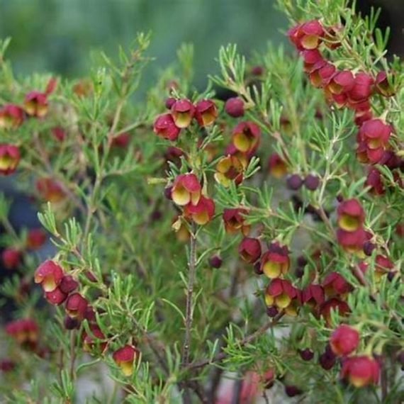 Pithecellobium Dulce ( غاف البحر)