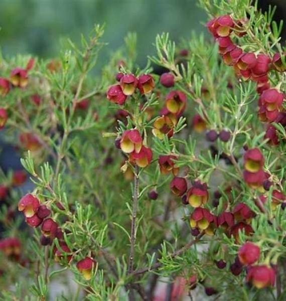 Pithecellobium Dulce ( غاف البحر)