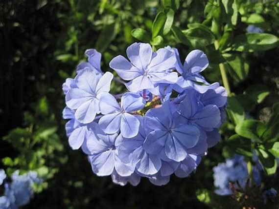Plumbago auriculata (الرصاصية الأذنية)