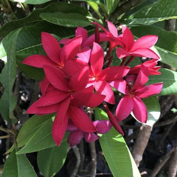 Plumeria rubra (فتنة حمراء)