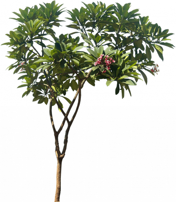 Plumeria rubra (فتنة حمراء) - Image 2