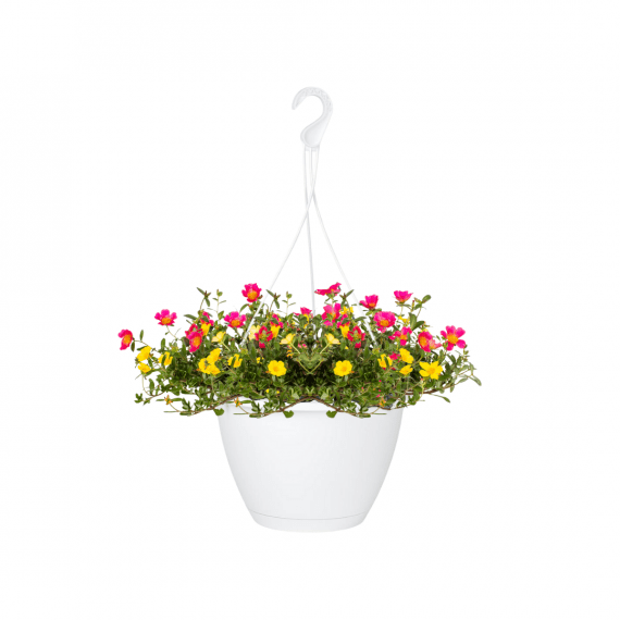 Portulaca Oleracea single, hanging pot, alayadi alkhadra nursery, aldarmaky uae, 1080x1080
