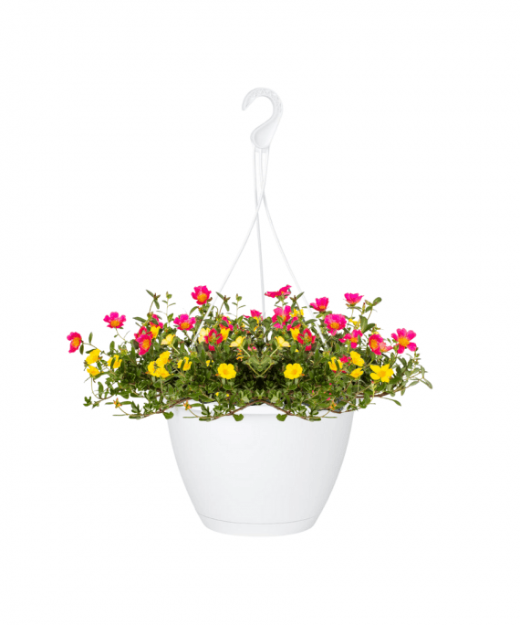 Portulaca Oleracea single, hanging pot, alayadi alkhadra nursery, aldarmaky uae, 1080x1080