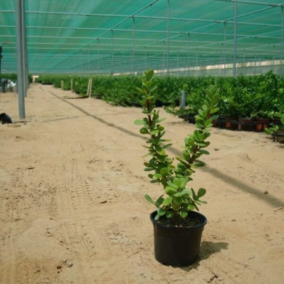Portulacaria Afra (دمعة الطفل)