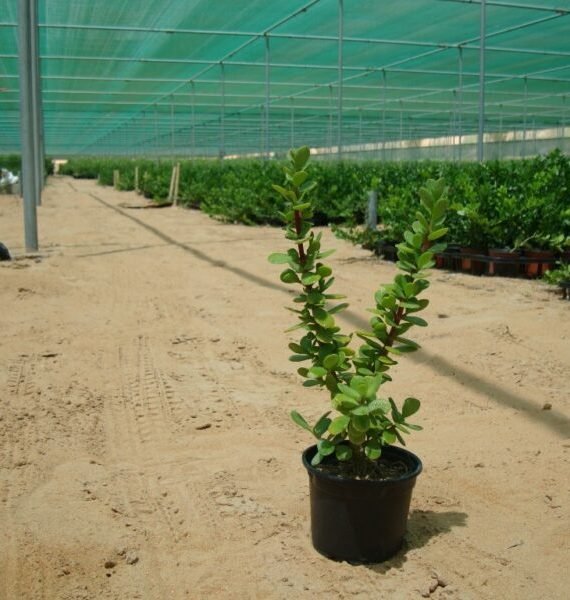 Portulacaria Afra (دمعة الطفل)