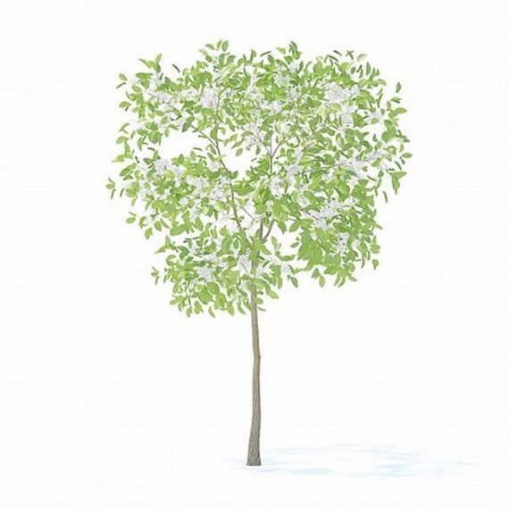 Prosopis cineraria (الغاف المحلّي) - Image 3
