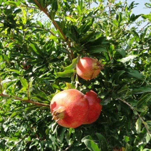 Punica Granatum Yemani Pomegranta Tree (الرمّان يمني)