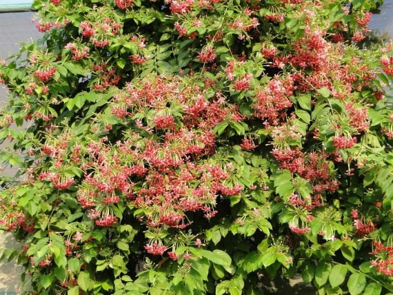 Quisqualis indica Red Jasmin (الياسمين الهندي الأحمر المتسلّق)