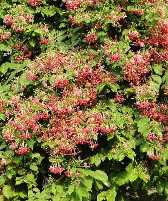 Quisqualis indica Red Jasmin (الياسمين الهندي الأحمر المتسلّق)