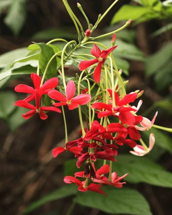 Quisqualis indica Red Jasmin (الياسمين الهندي الأحمر المتسلّق) - Image 2