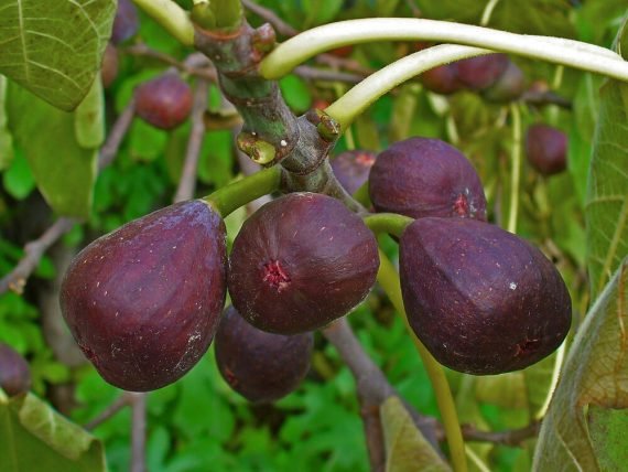 Ficus Carica (التين) - Image 5
