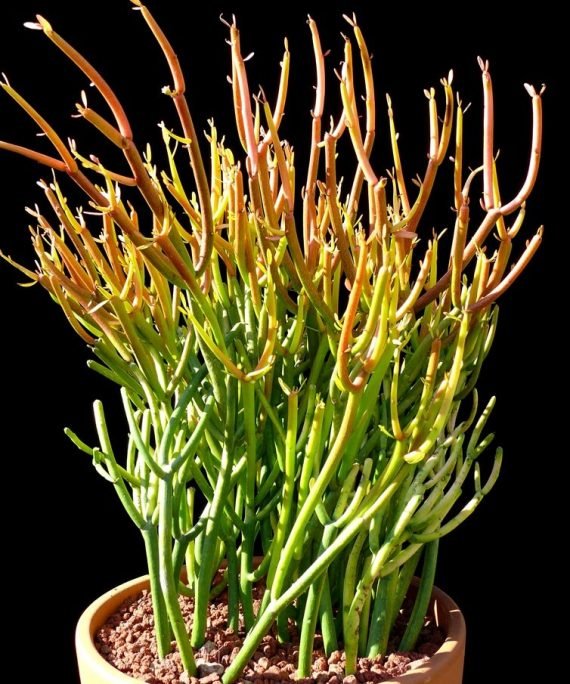 Euphorbia tirucalli (صبار ام لبن)