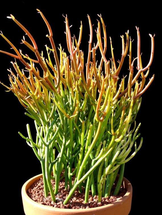 Euphorbia tirucalli (صبار ام لبن)