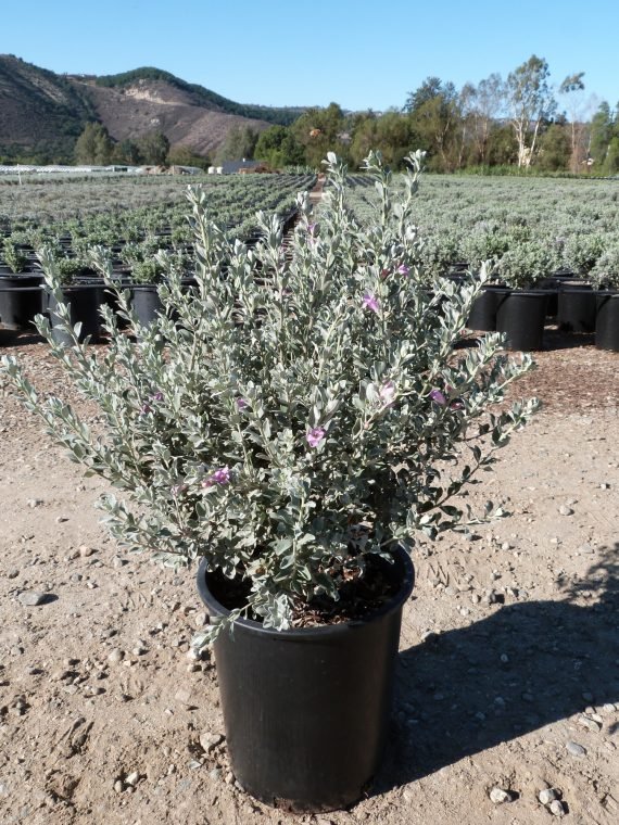 Leucophyllum frutescens (الميرميّة الفضّية)