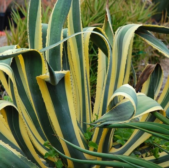 Agave americana marginata (صبّار أمريكي مبرقش)