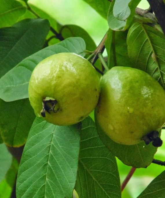 Psidium Guajava (الجوّافة)