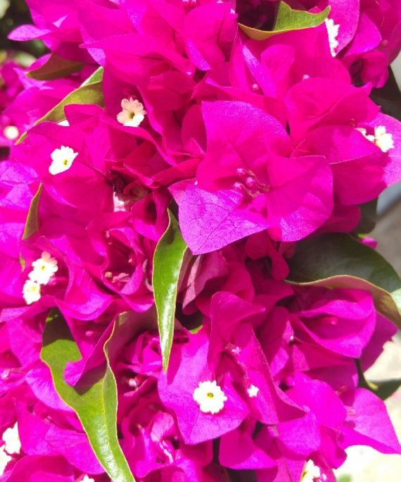 Bougainvillea spectabilis Pink (جهنميه بنك)