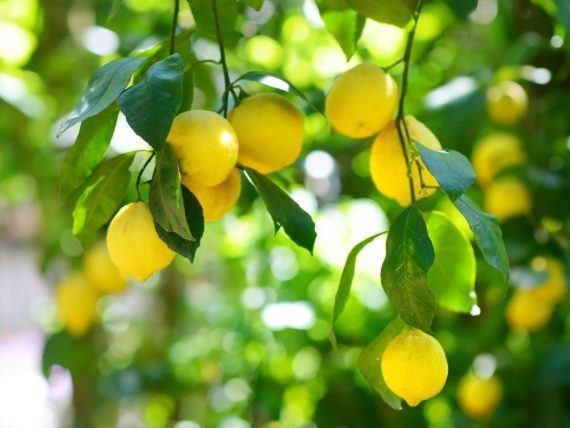 Citrus Lemon (الليمون)
